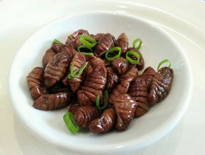 Silkworm Pupa 