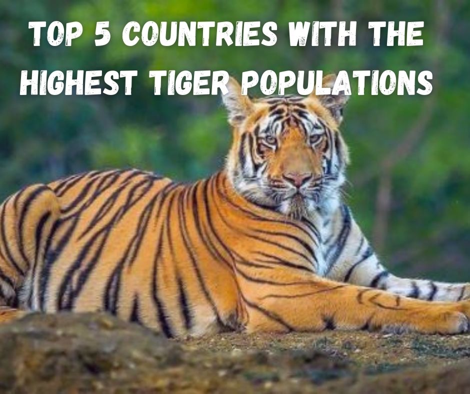 Tiger Triumphs: Exploring the Top 5 Countries with the Highest Tiger Populations