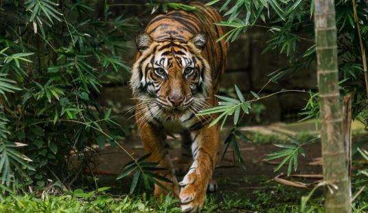 Indonesia Tigers