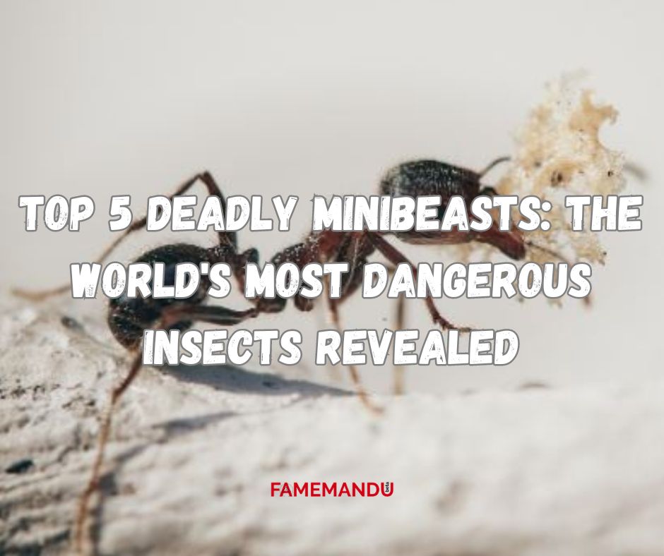 Top 5 Deadly Minibeasts The World's Most Dangerous Insects Revealed