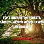 Top 5 Enchanting Forests Earth's Largest Green Havens Revealed