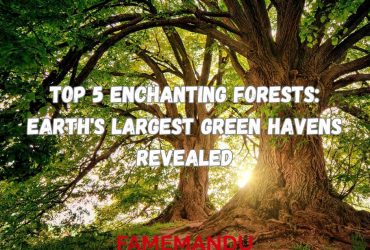 Top 5 Enchanting Forests Earth's Largest Green Havens Revealed