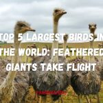 Top 5 Largest Birds in the World Feathered Giants Take Flight