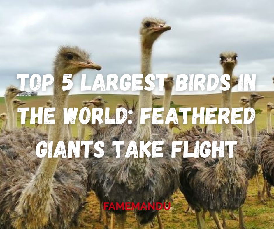 Top 5 Largest Birds in the World Feathered Giants Take Flight