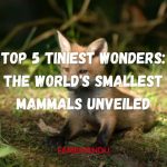 Top 5 Tiniest Wonders The World's Smallest Mammals Unveiled