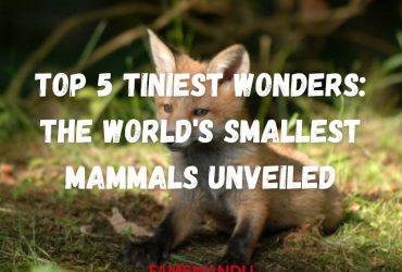Top 5 Tiniest Wonders The World's Smallest Mammals Unveiled