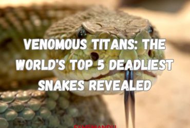 Venomous Titans The World's Top 5 Deadliest Snakes Revealed
