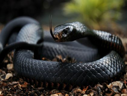 Venomous Titans: The World's Top 5 Deadliest Snakes Revealed