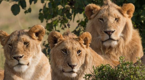 Roaring Royalty: Top 5 Countries with the Highest Lion Population