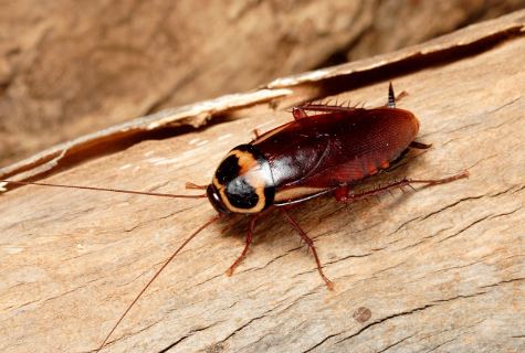 Top 5 Deadly Minibeasts: The World's Most Dangerous Insects Revealed
