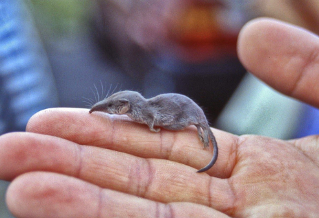 Top 5 Tiniest Wonders: The World's Smallest Mammals Unveiled