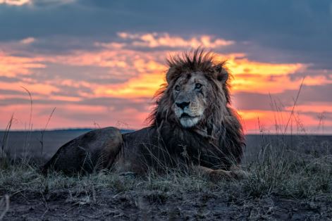 Roaring Royalty: Top 5 Countries with the Highest Lion Population