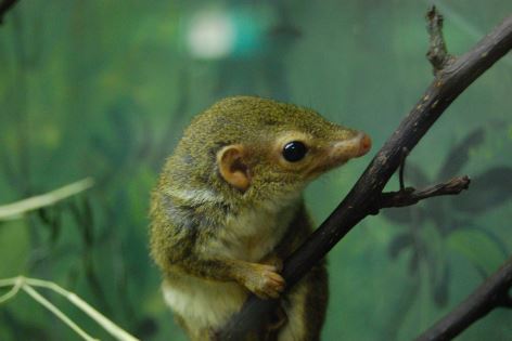 Top 5 Tiniest Wonders: The World's Smallest Mammals Unveiled